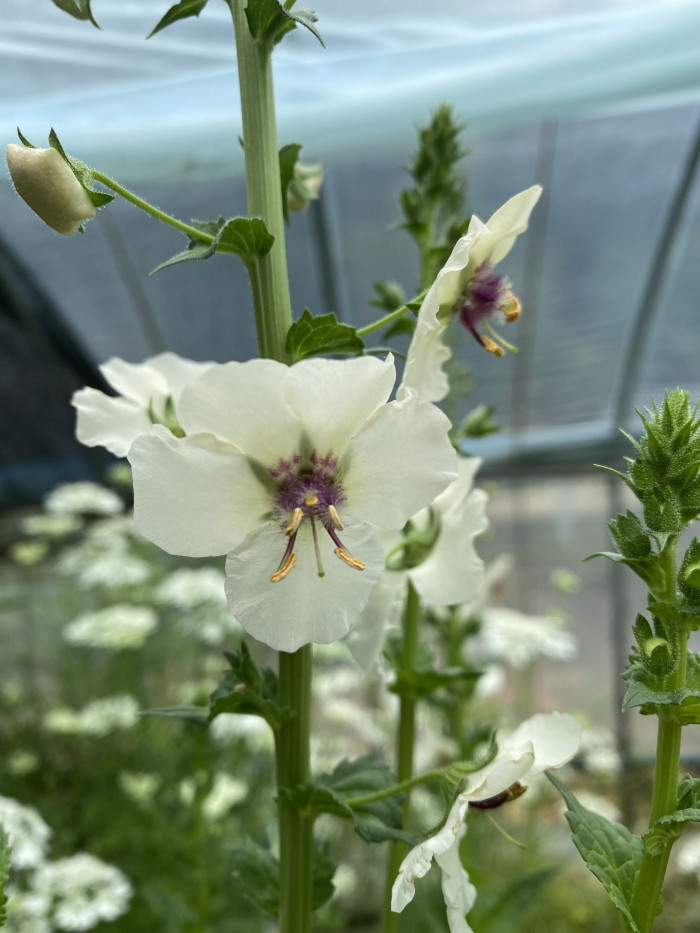 우단담배풀 - Verbascum thapsus L.