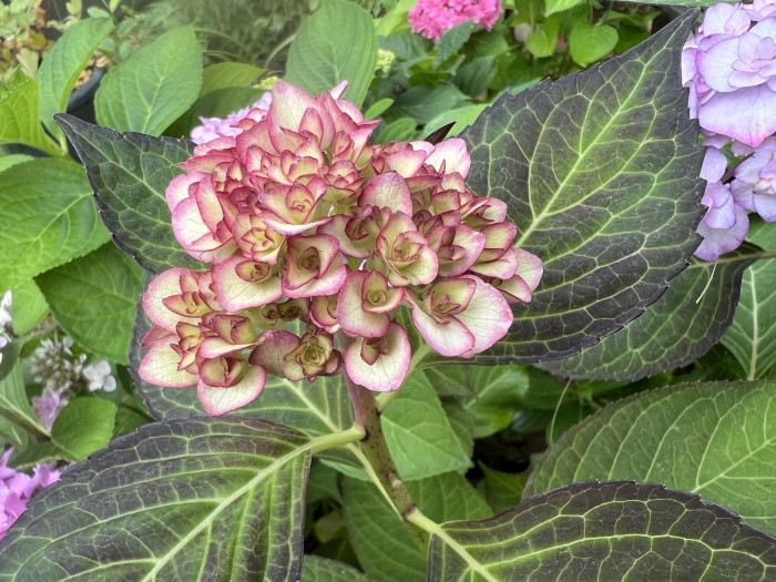 미스사오리 수국 - Hydrangea Macrophylla