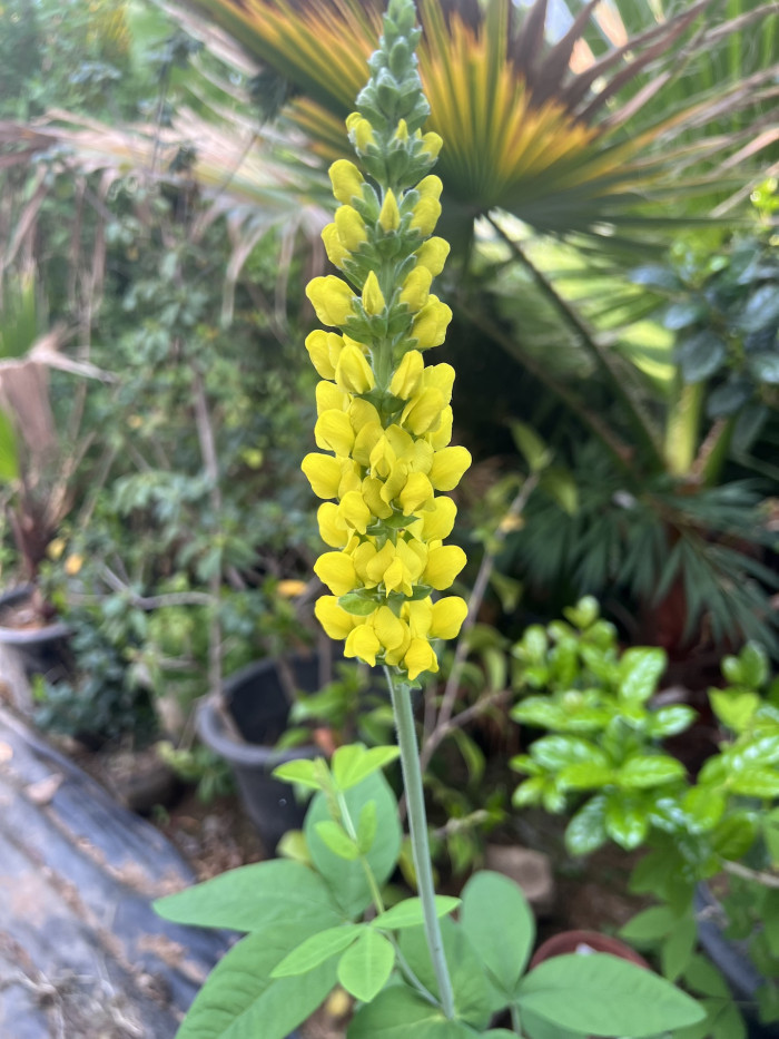밥티시아 - False indico, Baptisia australis