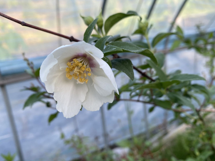 고광나무 - Korean mock orange, Philadelphus schrenkii Rupr. var. schrenkii
