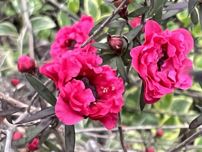 호주매화 - manuka, manuka myrtle, Tea tree, Leptospermum scoparium