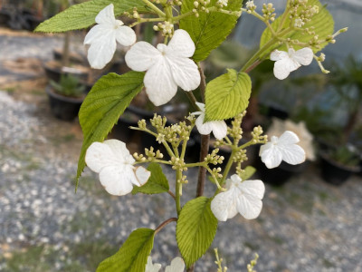 라나스덜꿩나무 사진 - Viburnum plicatum f.tomentosum \'Lanarth\' Photos