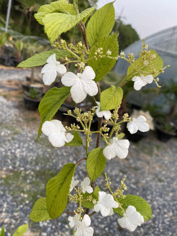 라나스덜꿩나무 - Japanese snowball, Viburnum plicatum f.tomentosum 
