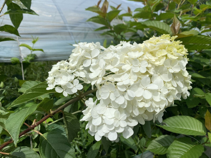 나무수국 - 스노우볼, Hydrangea paniculata Siebold for. paniculata