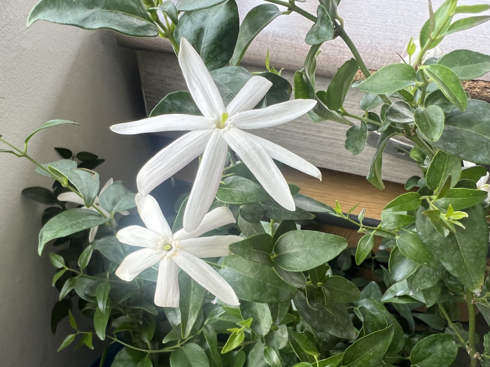 아라비안 자스민 - Arabian Jasmine, sambac-flowering