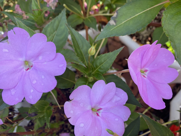 아프리카 봉선화 - Garden impatiens, Impatiens