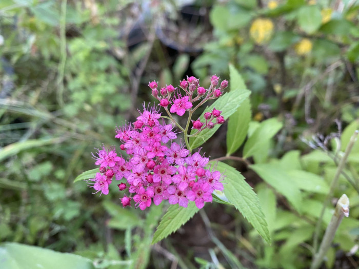 일본조팝나무 - Spiraea japonica L.f.