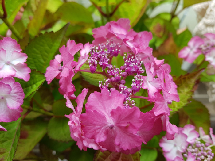 수국 - Hydrangea, Hydrangea macrophylla (Thunb.) Ser. for. otaksa (Siebold & Zucc.) E. H. Wilson