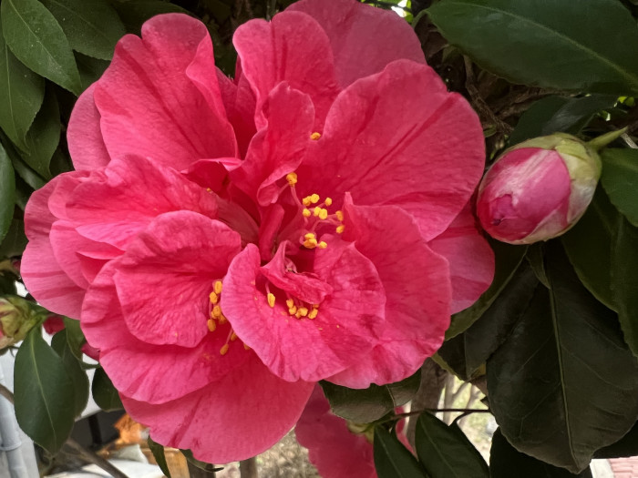 동백나무 - Camellia japonica L.