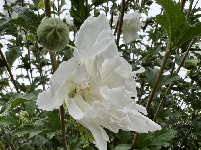 무궁화 - Rose of Sharon, Hibiscus syriacus L.