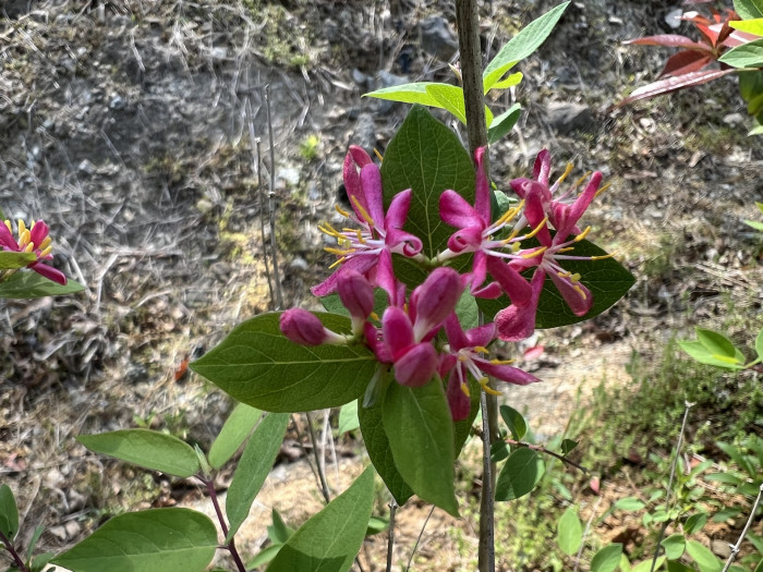 홍괴불나무 - Lonicera Sachalinensis