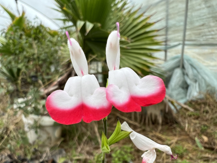 핫립세이지 - HotLipsSage, Salvia Microphylla