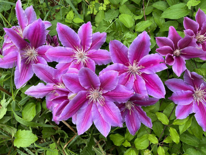 클레마티스 - Clematis, Clematis florida