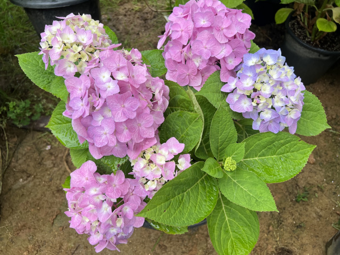 렛츠댄스 빅밴드 수국 - Hydrangea macrophylla Big Band