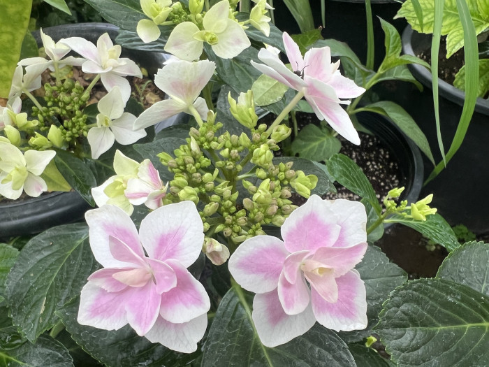 수국 스타게이저 -  Hydrangea macrophylla Stargazer 