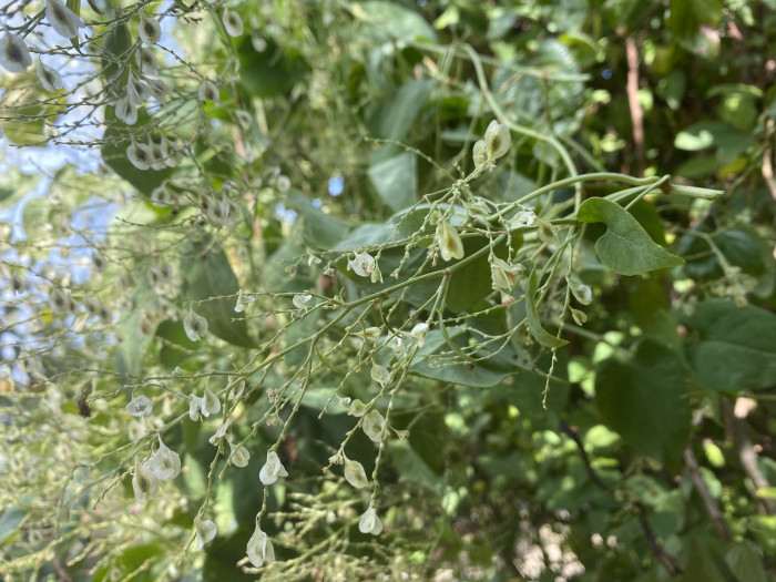 하수오 - Fallopia multiflora (Thunb. ex Murray) Haraldson var. multiflora