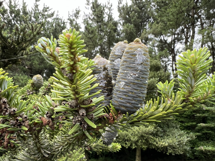 구상나무 - Korean Fir, Abies koreana Wilson