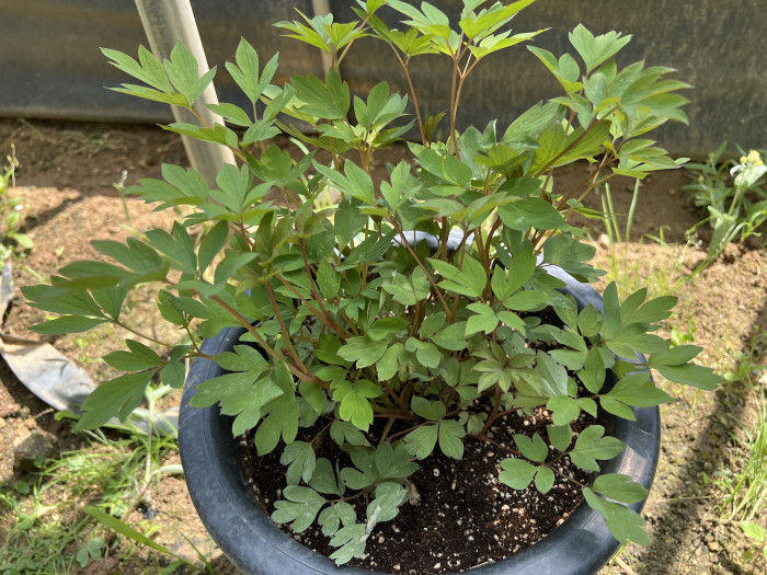 금낭화 - Dicentra Spectabilis
