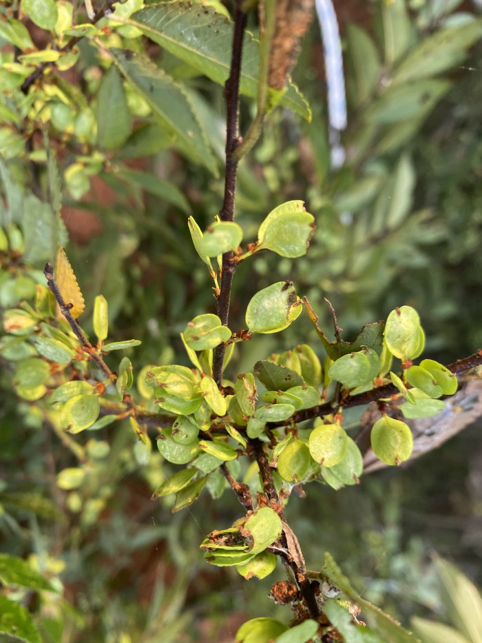 참느릅나무 - autumn elm, Ulmus parvifolia Jacq.