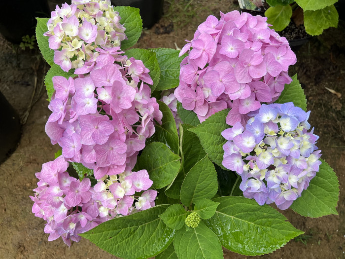 렛츠댄스 빅밴드 수국 - Hydrangea macrophylla Big Band