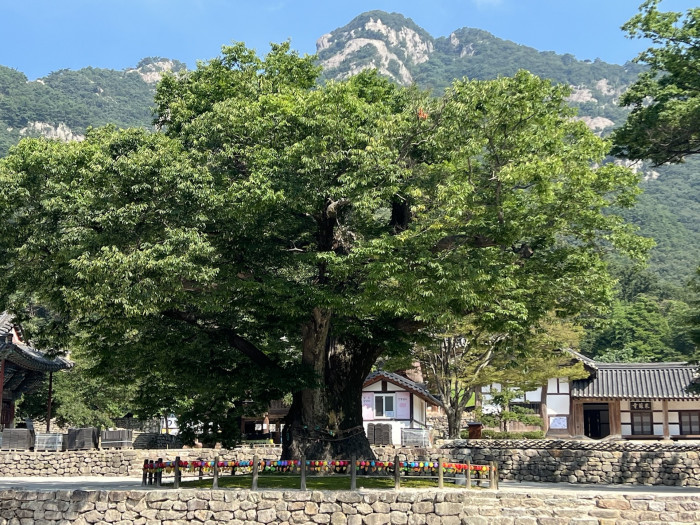 느티나무 - Japanese Zelkova, Zelkova serrata (Thunb.) Makino