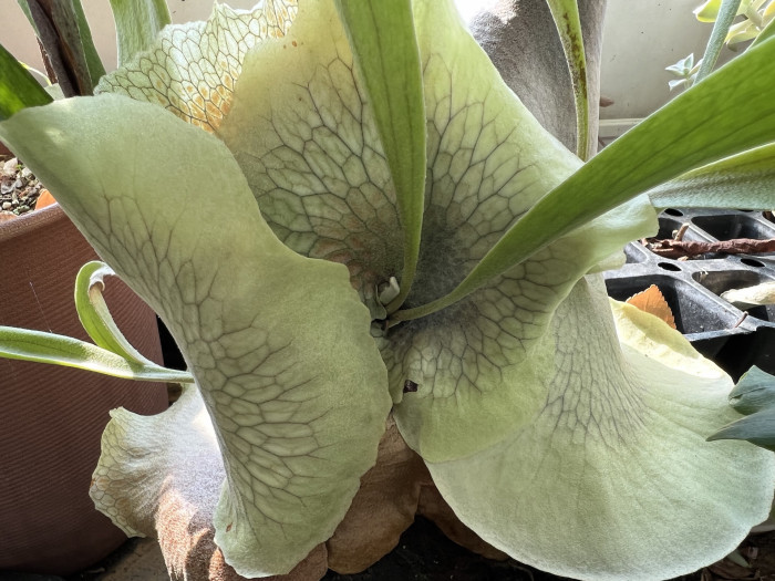 박쥐난 - staghorn fern, Platycerium bifurcatum
