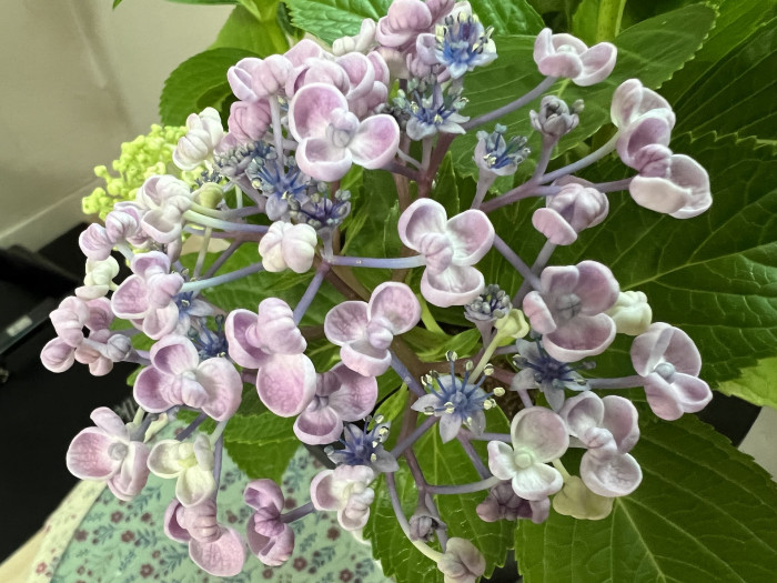수국 - Hydrangea, Hydrangea macrophylla (Thunb.) Ser. for. otaksa (Siebold & Zucc.) E. H. Wilson