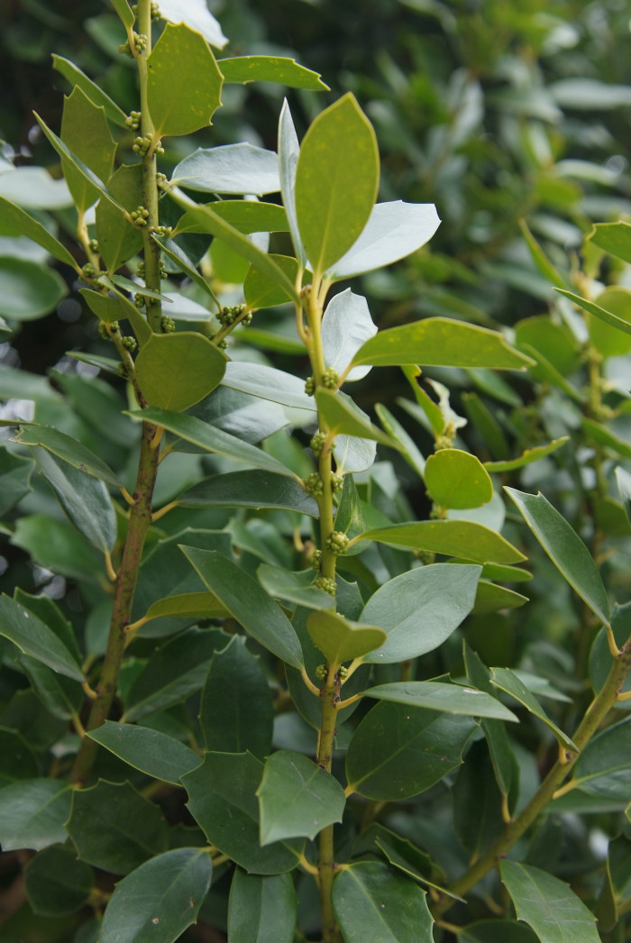 완도호랑가시나무 - Ilex wandoensis C. F. Miller