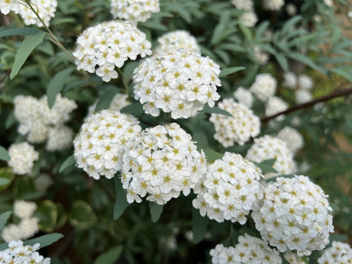 공조팝나무 - Spiraea Cantoniensis