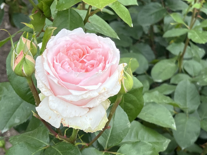 장미 앙드레 르 노틀 - Rose Andre Le Notre