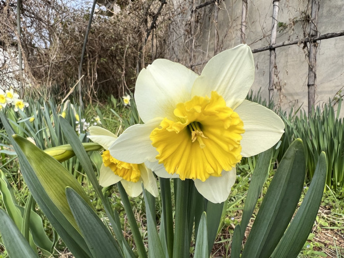 수선화 - daffodil, Narcissus tazetta var. chinensis