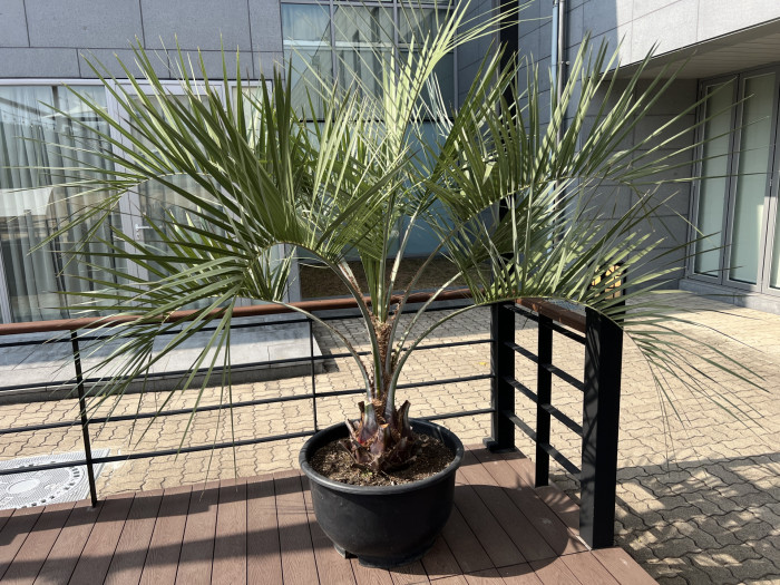 뷰티아야자 - Jelly palm