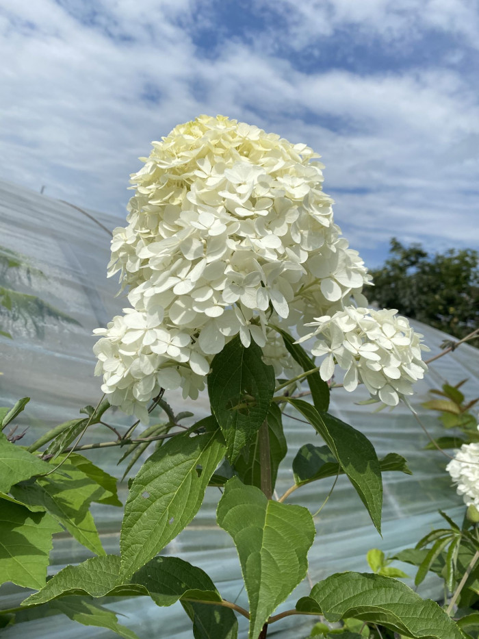 나무수국 - 스노우볼, Hydrangea paniculata Siebold for. paniculata