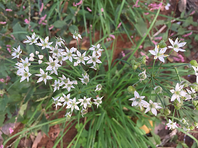 부추 사진 - Allium tuberosum Rottler ex Spreng. Photos