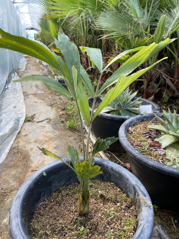 공작야자 - Fish tail palm, Caryota mitis