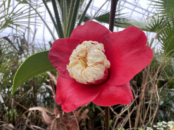 월광 동백 - Camellia Japonica