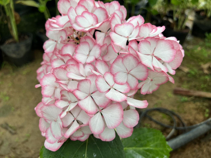 뉴미치코 수국 - Hydrangea Macrophylla