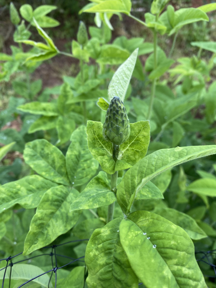 밥티시아 - False indico, Baptisia australis