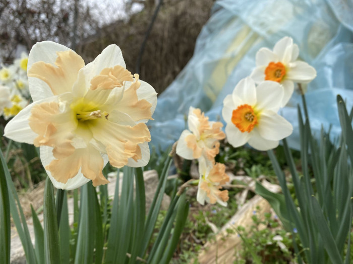 수선화 - daffodil, Narcissus tazetta var. chinensis