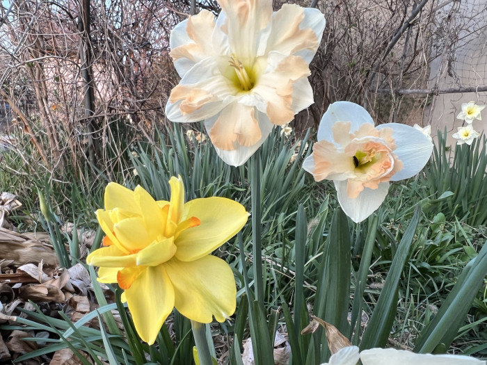 수선화 - daffodil, Narcissus tazetta var. chinensis