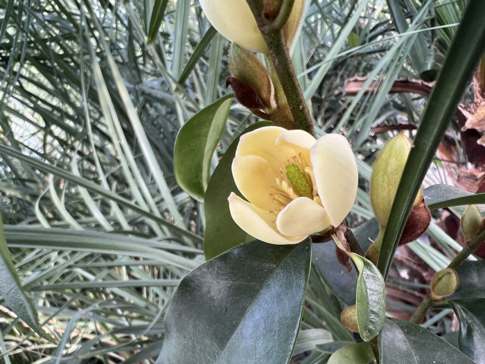 함소화 - Magnolia Figo