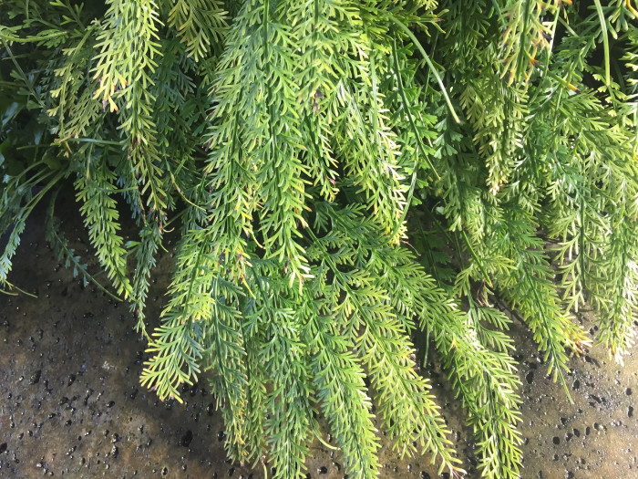숫돌담고사리 - Asplenium prolongatum Hook.