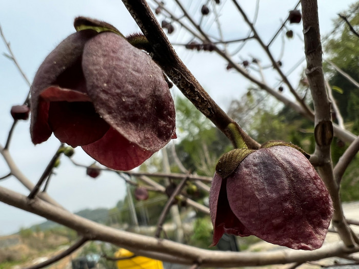 포포나무 - Sunflower pawpaw, Asimina triloba