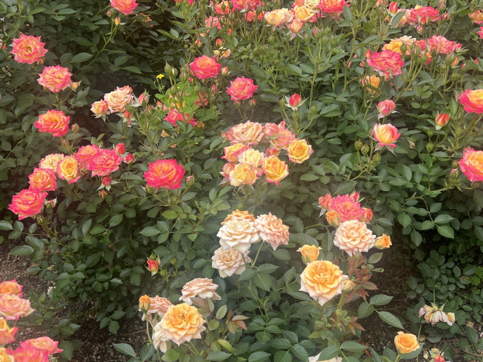 장미 클레멘타인 - Rose