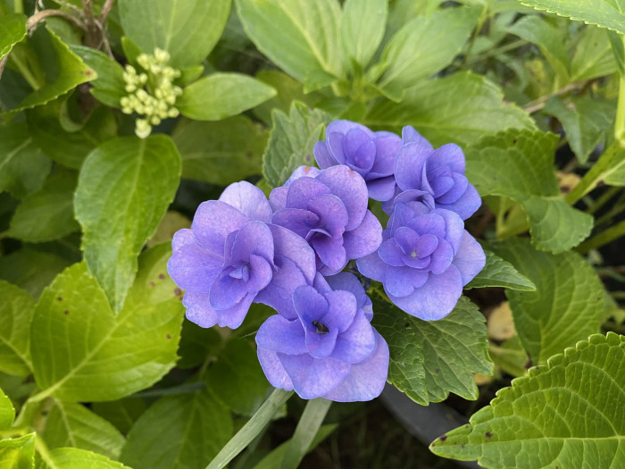 수국 - Hydrangea, Hydrangea macrophylla (Thunb.) Ser. for. otaksa (Siebold & Zucc.) E. H. Wilson