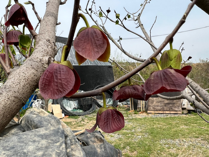 포포나무 - Sunflower pawpaw, Asimina triloba