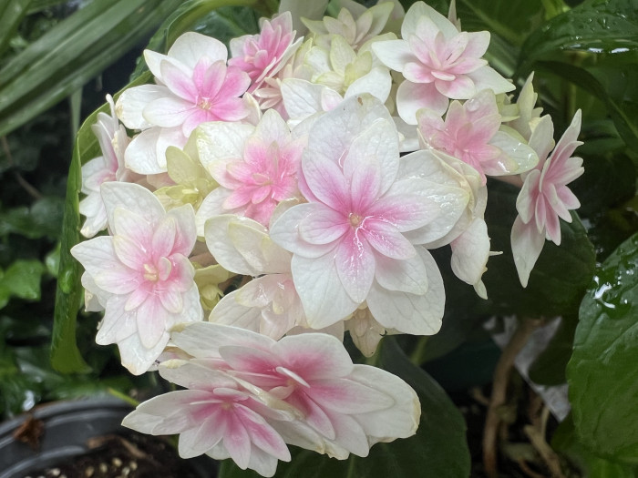수국 카쿠야히메 - Hydrangea kaguyahime