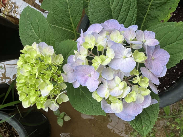 렛츠댄스 스카이뷰 수국 - Hydrangea macrophylla SKY VIEW