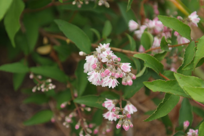 빈도리 - Deutzia crenata Siebold & Zucc.