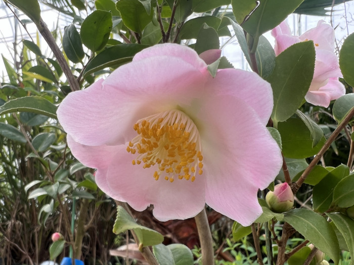 동백나무 - Camellia Japonica